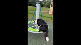Puppy-Powered Merry-Go-Round