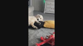 Goofy Golden Retriever Catches His Tail