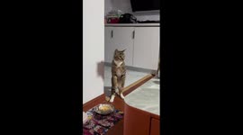 Cat suddenly stands and panting with puzzled panic in China