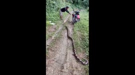 Injured 20ft long python helped by passing motorcycle rider