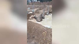 Elephant rescued from muddy construction site in northeastern India