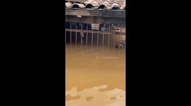 Rescue team's swift action secures the safety of a dog caught in the water