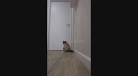 Cute ragdoll singing sad song