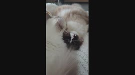 Sweet ragdoll cat love