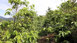 Costa Rica: Costa Rica coffee farmers face yield drop as rainfall plummets