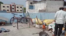 Monitor lizard rescued from house terrace in central India to escape heatwave