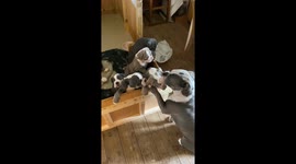 Bulldog life bulldog love puppy love me me me I want love mummy and her babies