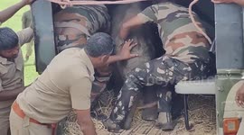 Baby elephant separated from its mother, relocate to elephant camp in southern India