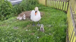 'Swan man' rescues baby cygnet that was 'left behind