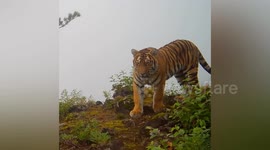 Endangered amur tigers captured in a stunning camera trap footage
