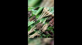 Dragon Boat Festival in China's Yunnan: medicinal dish