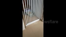 China: Feline Acrobat, Defying Boundaries