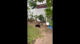 Bird divebombs scared black cat in family's garden