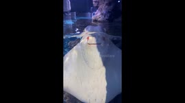 Smiling stingray says hello to aquarium visitors