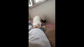 Self-taught cat turns off alarm clock for slumbering owner