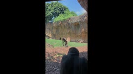 Ape delights visitors with acrobatics at Valencia zoo