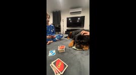 Rottweiler Plays Uno With Family