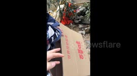 China: Three Cats Looking at You