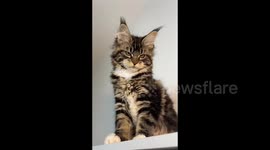 China: Beautiful Maine Coon in Slow Motion