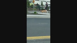 Two Dogs With Three Legs