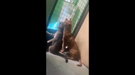 Cat and dog eavesdropping on neighborhood drama