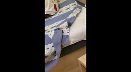 Big spider found on bed in Sandomierz, Poland