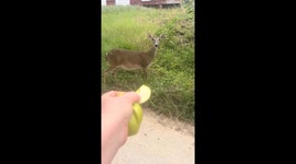Hand-feeding a pregnant doe in Austin, TX