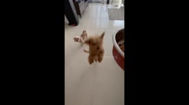 Hungry dog jumps for food: heartwarming video from Mashhad, Iran