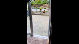 Bird whisperer: feeding time in Southend-on-Sea