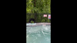 Bear invades hotel pool area in Gatlinburg, Tennessee