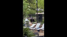 Bear chase: Gatlinburg resident uses noise to drive bear away