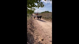 Brazilian Boy Rides Ox Cart