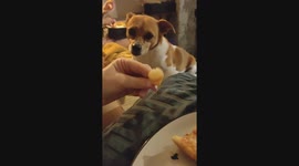 Dog Demands His Fries With Sauce