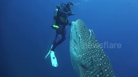 Unprecedented encounter: Shark's curious bond with diver captured on film!
