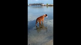 Helicopter Tail Wagging Dog