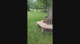 Playing Peek-a-Boo With a Deer