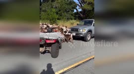 Dozens of goats cause traffic jam on road in Santa Cruz, California