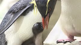 Austria: World's Oldest Zoo Celebrates World Penguin Day With Arrival Of Adorable Northern Rockhopper Penguin Chick