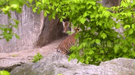 Germany: Adorable Tiger Twin Cub Boys Go On Show