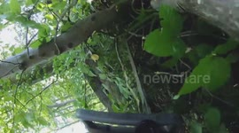 Austria: Adorable Giraffes At World's Oldest Zoo Given Fresh Leaves To Munch On From Alpine Forests