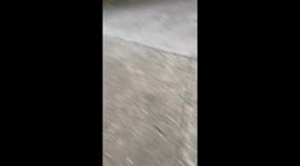 Heartwarming moment as dogs recognize owners and rush to greet them