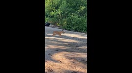 Funny dog run: hilarious video from Baguio city