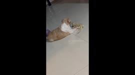 Adorable friendship: Shih Tzu and bearded dragon share heartwarming admiration
