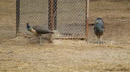 Peahens playing a thrilling game of 'Catch Me If You Can'
