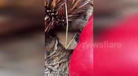 Australia: Echidna's Sticky Feeding Habits Captivate Audiences in Perth