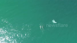 Australia: Juvenile Dolphins' Play Predicts Adult Success