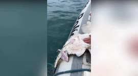 Brazil: Miracle Moment Cops Help Trapped Mother Shark Give Birth To Pups