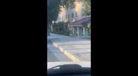 Shocked woman films as pack of dogs attack passing man in California street