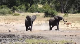 Two cheeky elephants love chasing animals away from watering hole