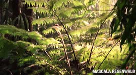 Switzerland: Zoo's Mega Aviary Takes Off After Neighbours Abandon Protest